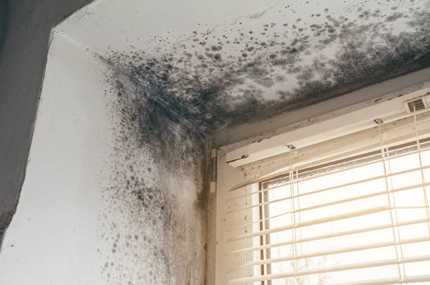 Affordable Mold Cleanup solutions in Fulton, IL